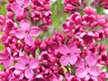 Pink olive flower in summer garden