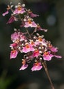 Pink Oncidium orchid flower Royalty Free Stock Photo