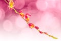 Pink oncidium orchid