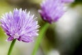 Pink onion flowers at garden