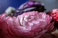 Pink charming real open ranunculus