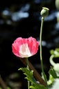 Pink Opium Royalty Free Stock Photo