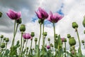 Pink opium poppies, also called breadseed poppies Royalty Free Stock Photo