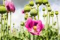 Pink opium poppy blossom, also called breadseed poppies Royalty Free Stock Photo