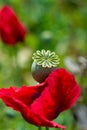 Pink Opium poppy flower close up Royalty Free Stock Photo