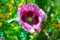 Pink Opium poppy flower close up Royalty Free Stock Photo