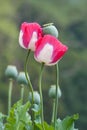 Pink opium poppy flower. Royalty Free Stock Photo