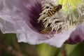 Pink Opium poppy in flower with hover flies Royalty Free Stock Photo