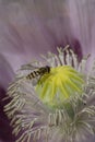 Pink Opium poppy in flower with hover fly Royalty Free Stock Photo