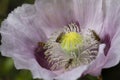 Pink Opium poppy in flower and hover flies Royalty Free Stock Photo