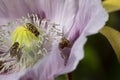 Pink Opium poppy in flower and hover flies Royalty Free Stock Photo