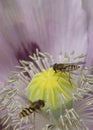 Pink Opium poppy in flower with hover flies Royalty Free Stock Photo