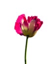 Pink opium poppy flower Royalty Free Stock Photo