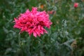 Pink Opium Poppy Flower Royalty Free Stock Photo