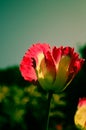 Pink opium poppy flower Royalty Free Stock Photo