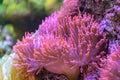 Pink and orange anemone tentacles detail