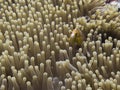 Pink orange anemonefish close up face in sea anemone underwater Royalty Free Stock Photo