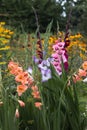 Pink, orange, blue and crimson gladioli bloom in summer in a flower bed. Yellow daisy-like flowers rudbeckia in the background. Royalty Free Stock Photo