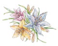 Pink orange blue lily flowers isolated on white background. Watercolor handwork illustration. Drawing of blooming lily