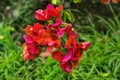 Pink Orange Bougainvillea Easter Island Chile