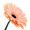 Pink-orange colored gerber flower on white background Royalty Free Stock Photo