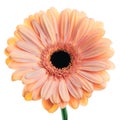 Pink-orange colored gerber flower on white background Royalty Free Stock Photo