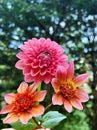 Pink and orange Dahlia flowers