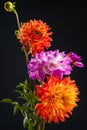 Pink and orange dahlia flowers isolated on dark background Royalty Free Stock Photo