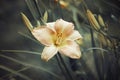 Pink orange daylily on a green background close-up. Salmon Hemerocallis with textured leaves. Top view macro. Garden perennial