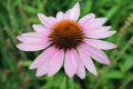 Pink and orange Echinacea flower Royalty Free Stock Photo