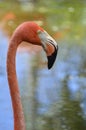 Flamingo`s head in the lake