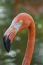 Flamingo`s head in the lake