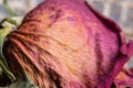 Pink and orange flower veins on a dead dried rose flower Royalty Free Stock Photo