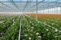 Pink and orange flowering gerbaras in a modern flower nursery Royalty Free Stock Photo