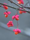 Pink and Orange Flowers of Spindle Tree