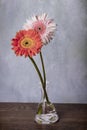 Pink and orange gerber daisies in clear vase Royalty Free Stock Photo