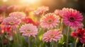 Pink and Orange Gerbera Daisies in Soft Sunlight Royalty Free Stock Photo