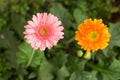 Pink and orange gerbera daisy flower on blur green leaves and colorful flowers background. Royalty Free Stock Photo