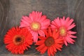 Pink and orange gerbera flower heads Royalty Free Stock Photo