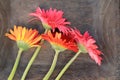 Pink and orange Gerbera Flowers side view Royalty Free Stock Photo