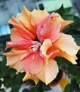 Pink -orange - hibiscus flower - close-up view Royalty Free Stock Photo