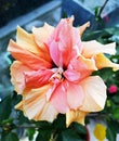 Pink -orange - hibiscus flower - close-up view Royalty Free Stock Photo