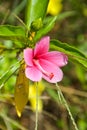 Pink Orange hibiscus flowers and petals are in full blooming in garden Royalty Free Stock Photo