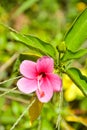 Pink Orange hibiscus flowers and petals are in full blooming in garden Royalty Free Stock Photo