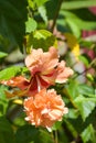 Pink Orange hibiscus flowers and petals are in full blooming in garden Royalty Free Stock Photo