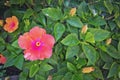 Pink orange hibiscus flowers Royalty Free Stock Photo