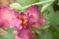 Pink and orange iris petals