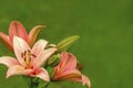 Pink orange lilies flowers on green blur background Royalty Free Stock Photo