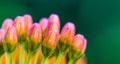 Pink and Orange Miniature Wild Flower Cluster of Milkweed Buds