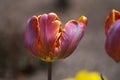 Pink and Orange Parrot Tulip Royalty Free Stock Photo